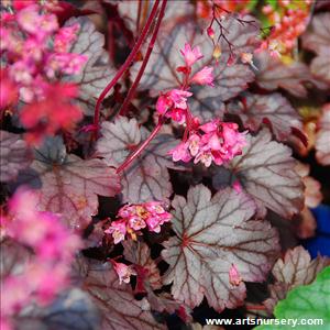 Heuchera 'Milan'