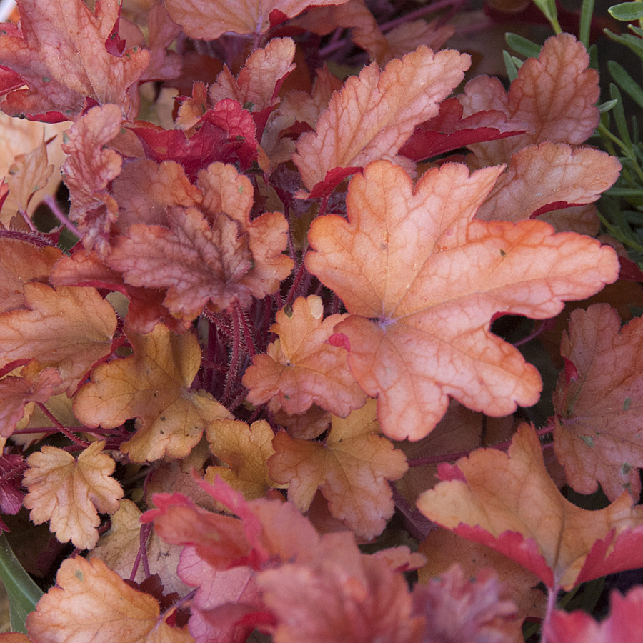 Heuchera 'Peach Flambee'