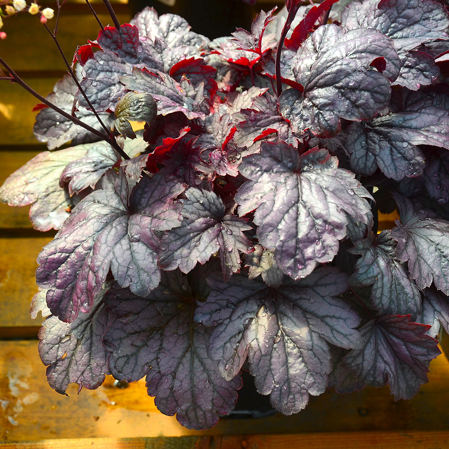 Heuchera 'Shanghai’