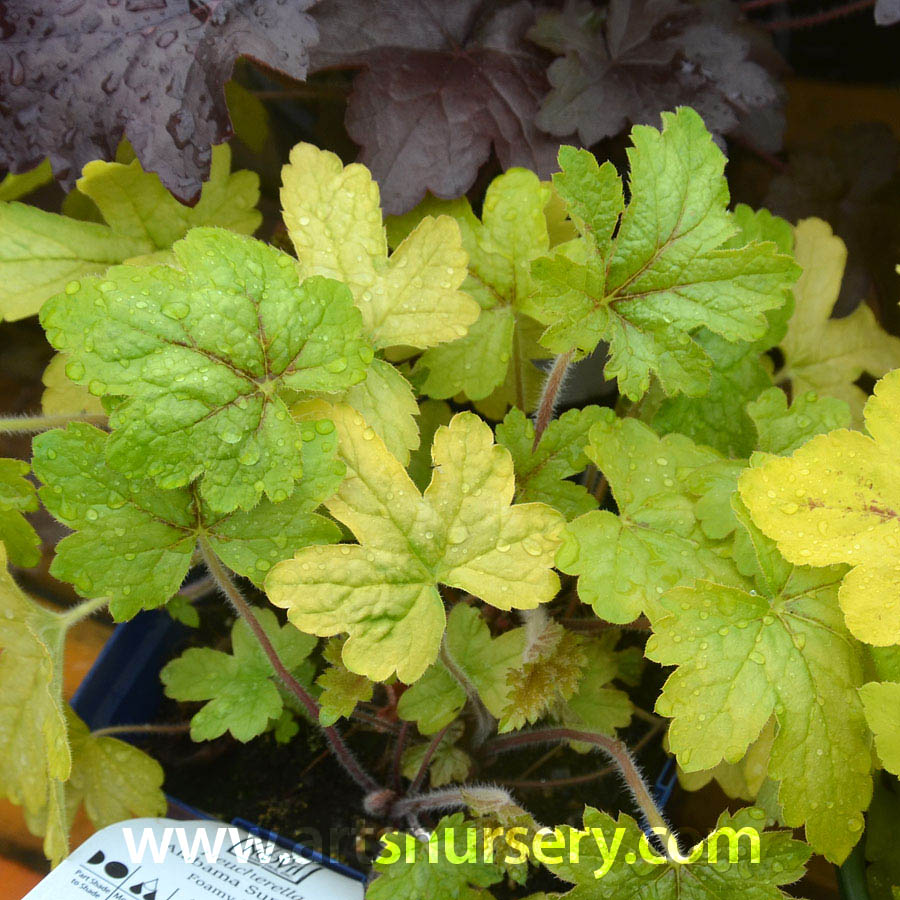 Heucherella 'Alabama Sunrise"