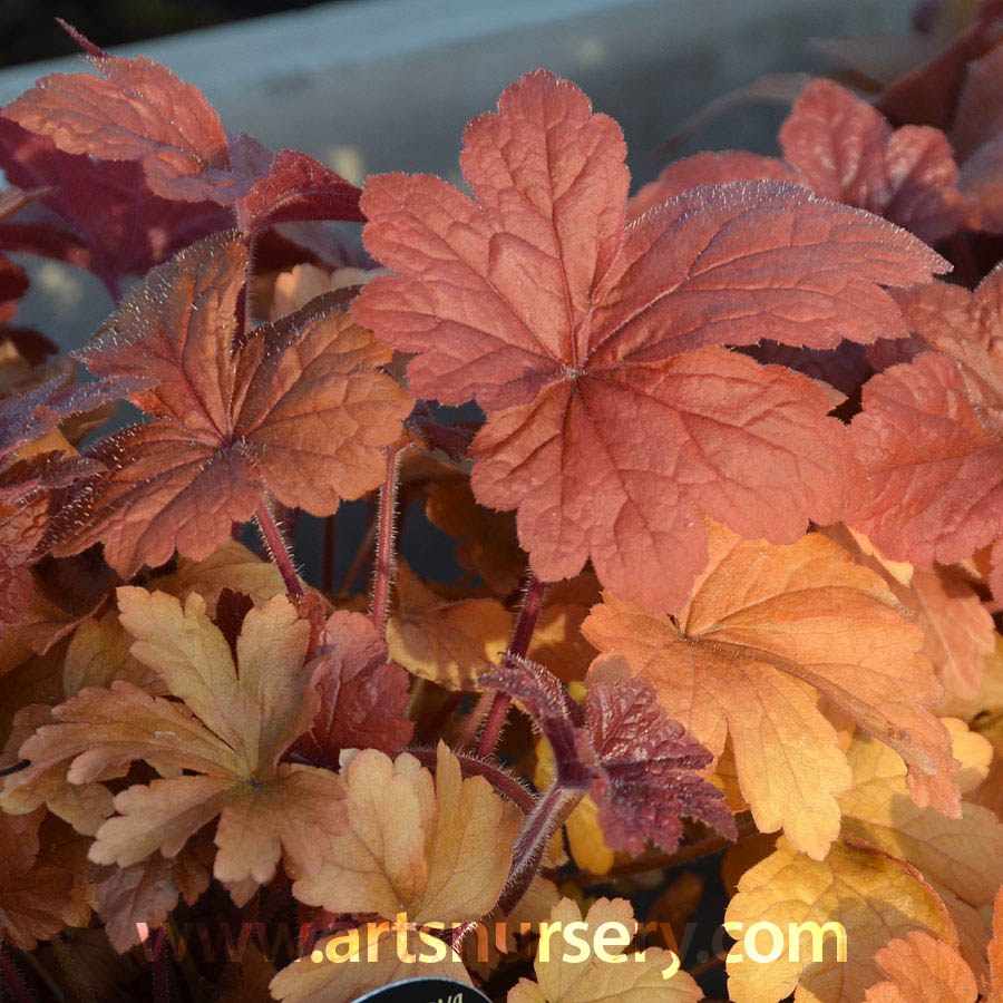 Heucherella 'Buttered Rum’