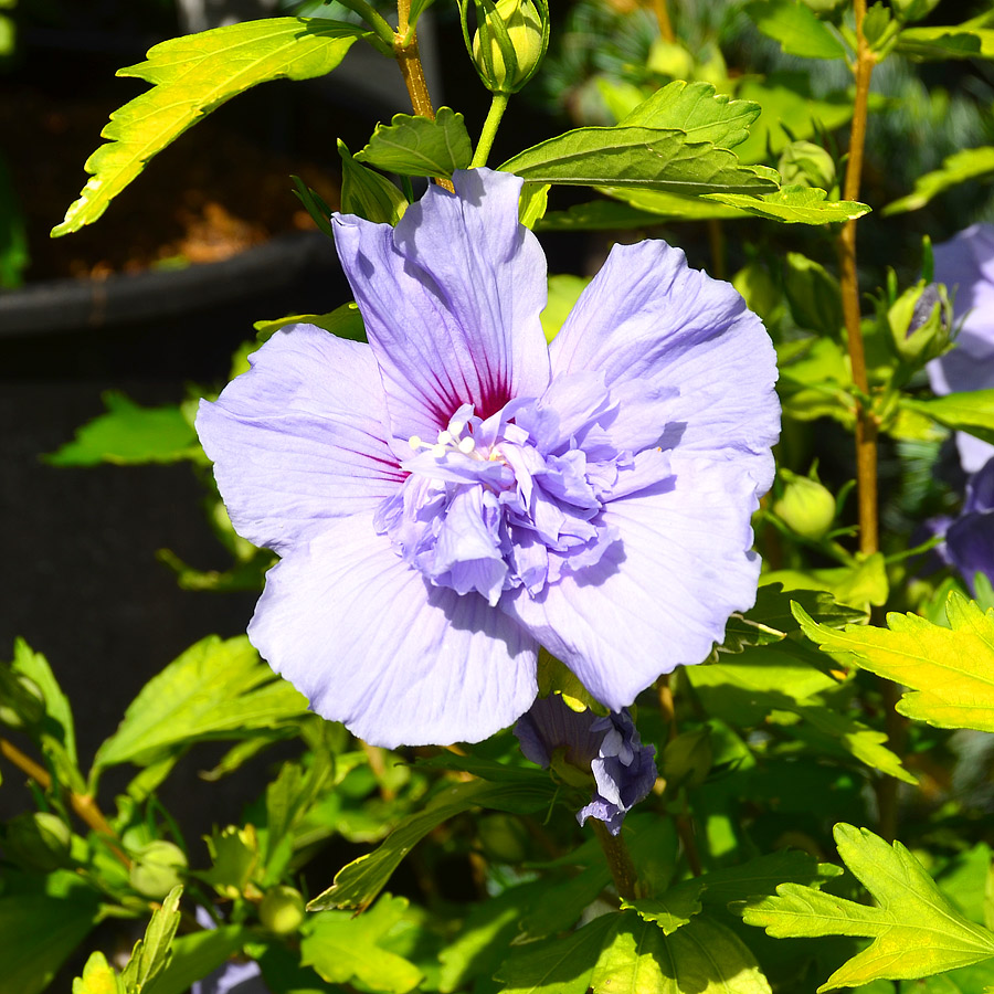 Hibiscus syriacus 'Magenta Chiffon' Bush 