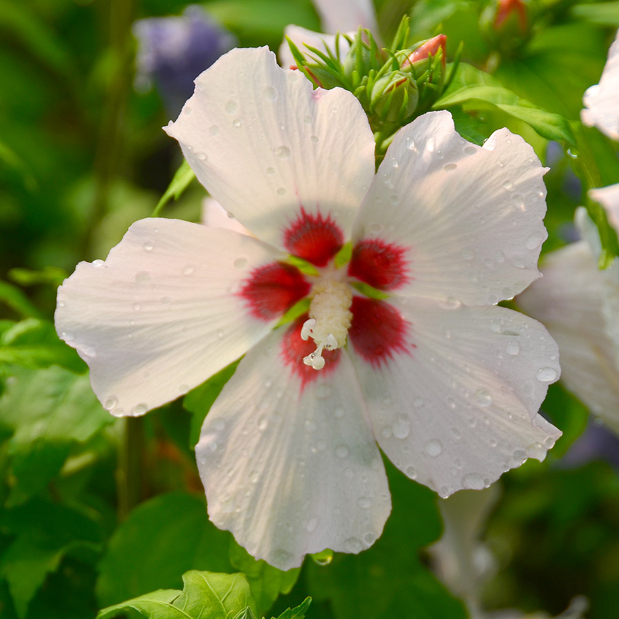 Hibiscus syriacus 'Mathilde'