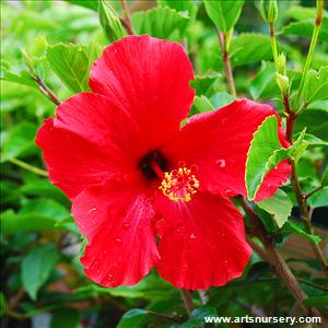 Hibiscus 'Brilliant'