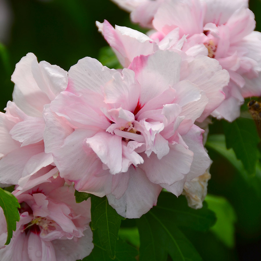 Hibiscus syriacus 'Blushing Bride'