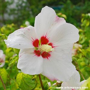 Hibiscus syriacus 'Helene'