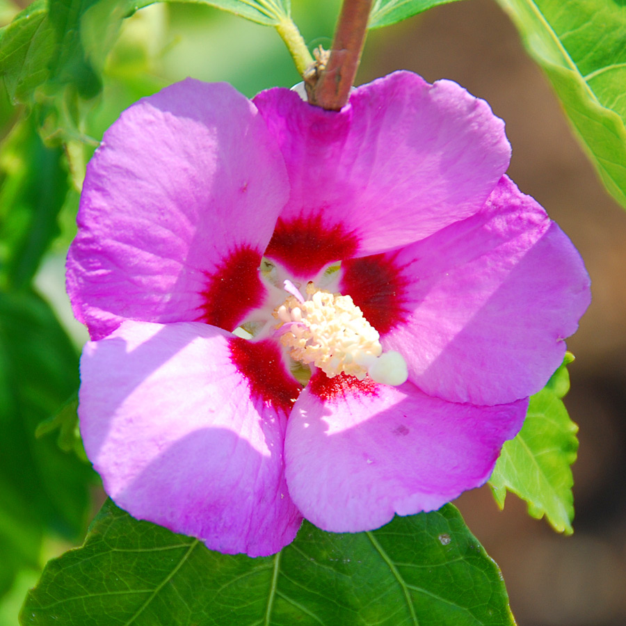 Hibiscus syriacus 'Minerva' STD 3-4ft