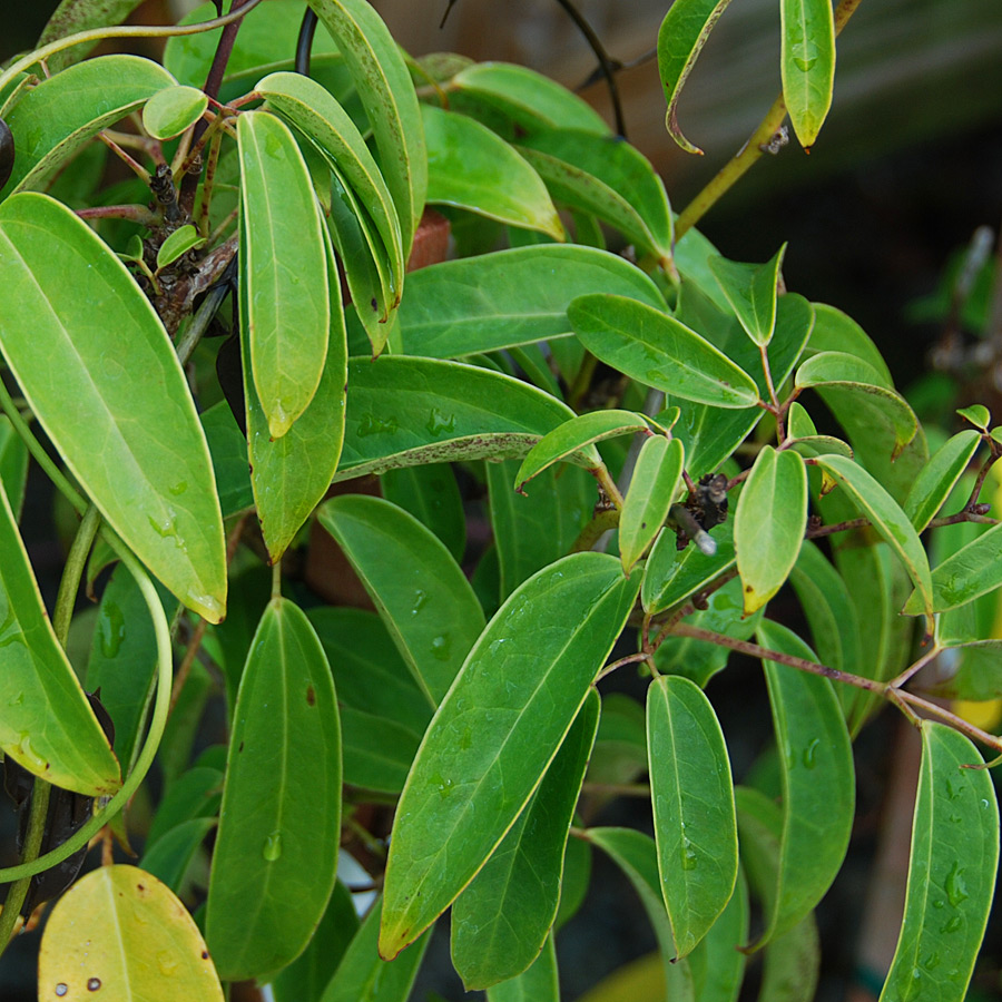 Holboellia Coraicea 'Cathedral Gem' Staked 