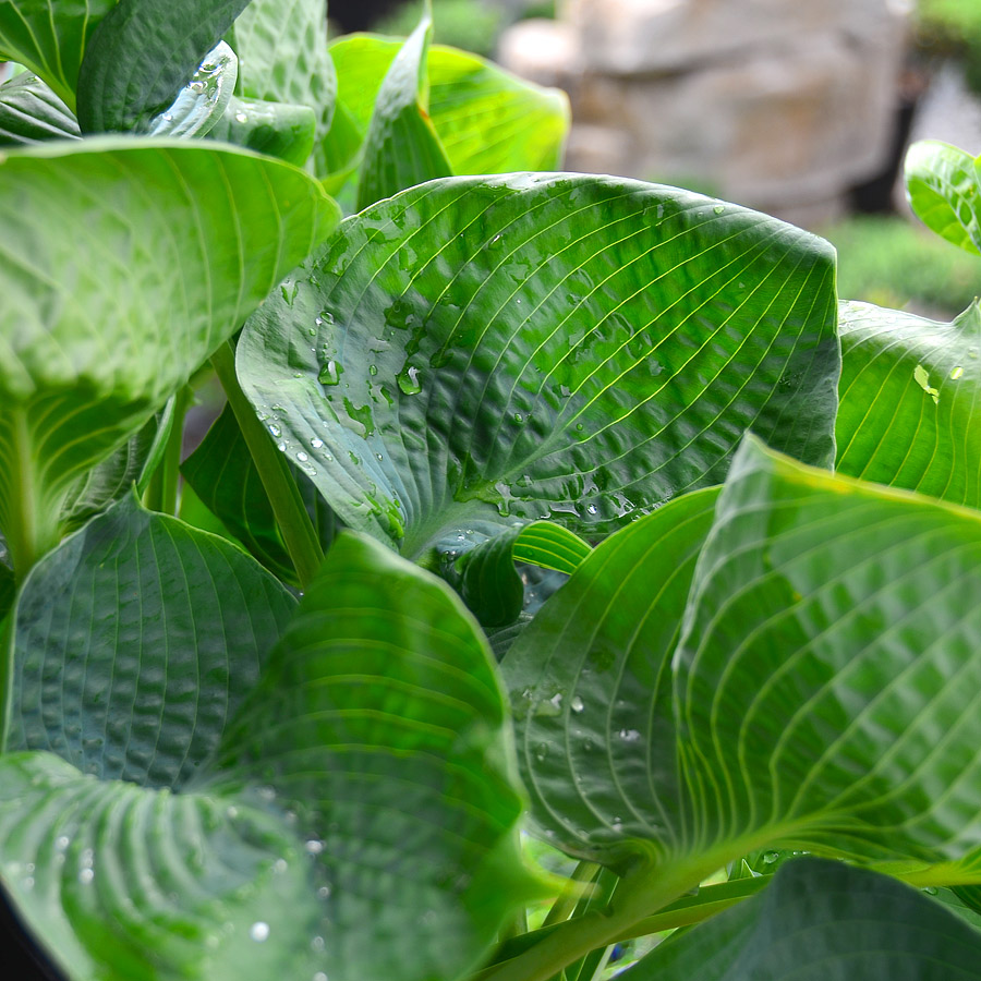 Hosta 'Abiqua Drinking Gourd'