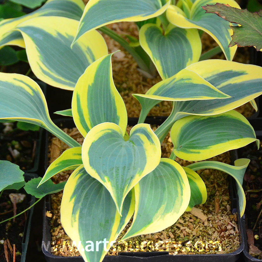 Hosta 'Ben Vernooy'