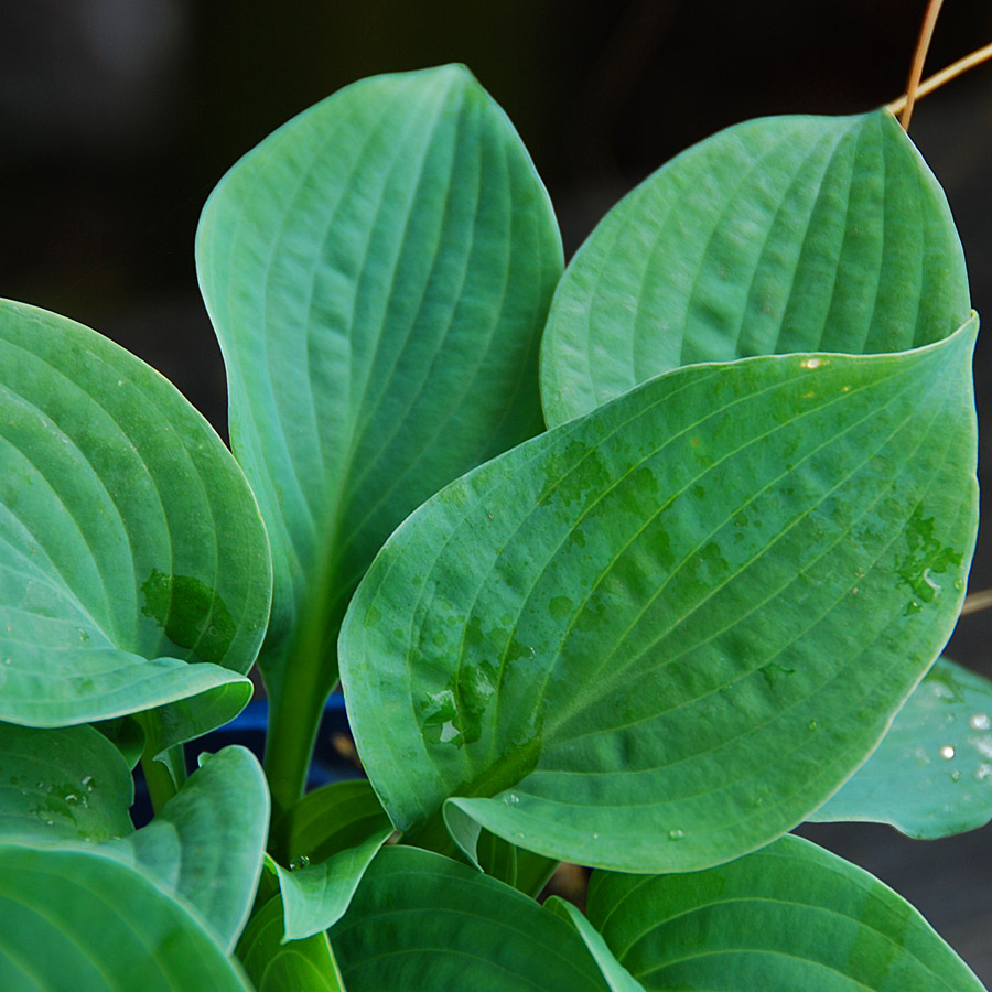 Hosta 'Big Daddy'