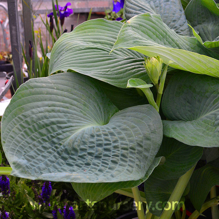 Hosta 'Blue Angel'