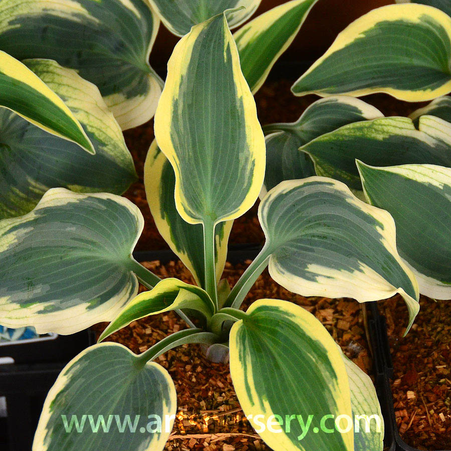 Hosta 'Blue Ivory'