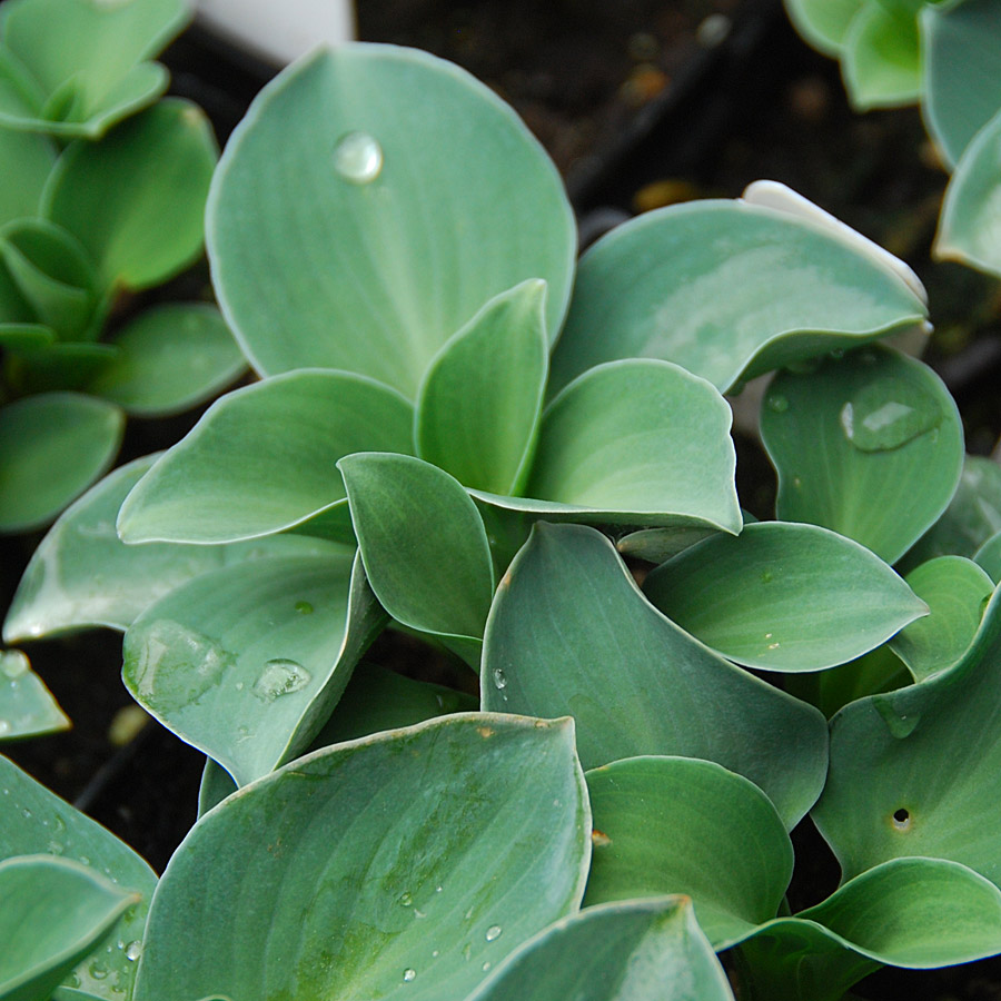 Hosta 'Blue Mouse Ears'