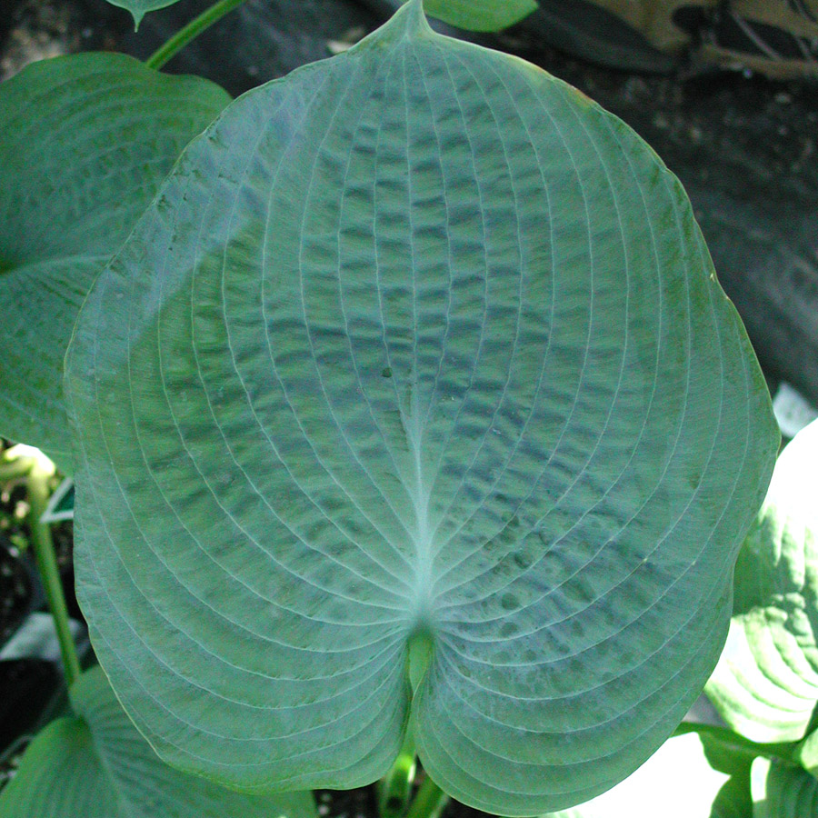 Hosta 'Bressingham Blue'