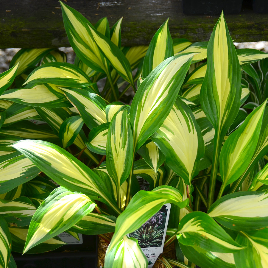 Hosta 'Color Festival'