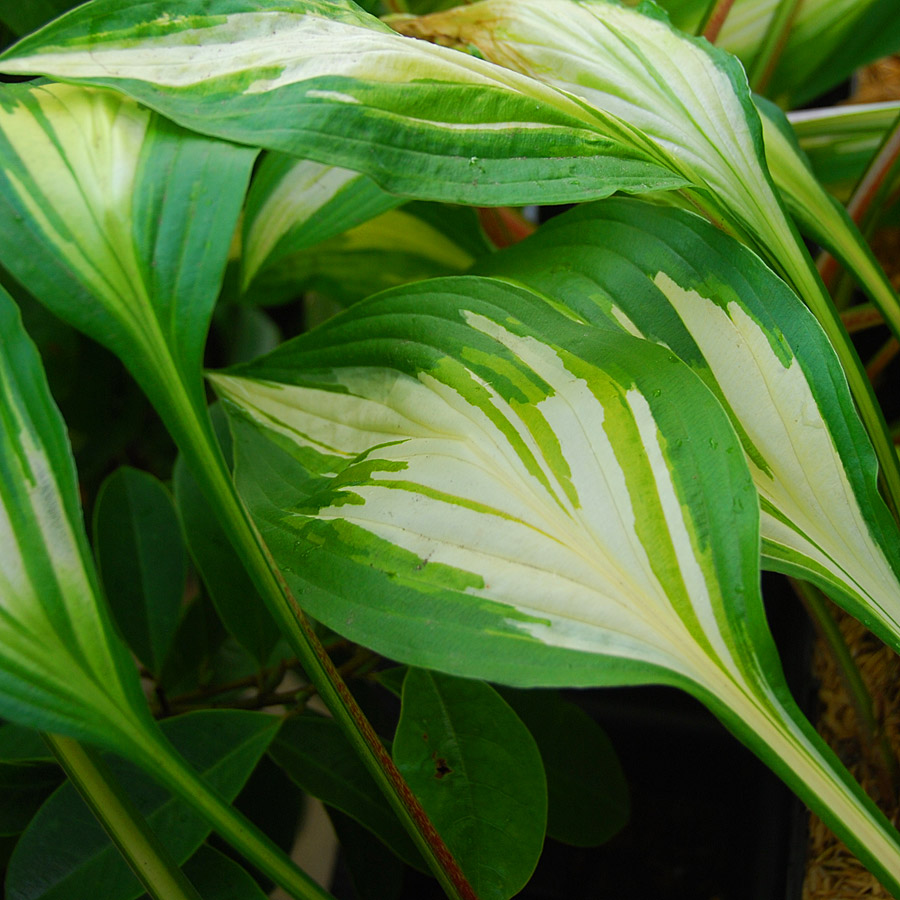 Hosta 'Cherry Berry'