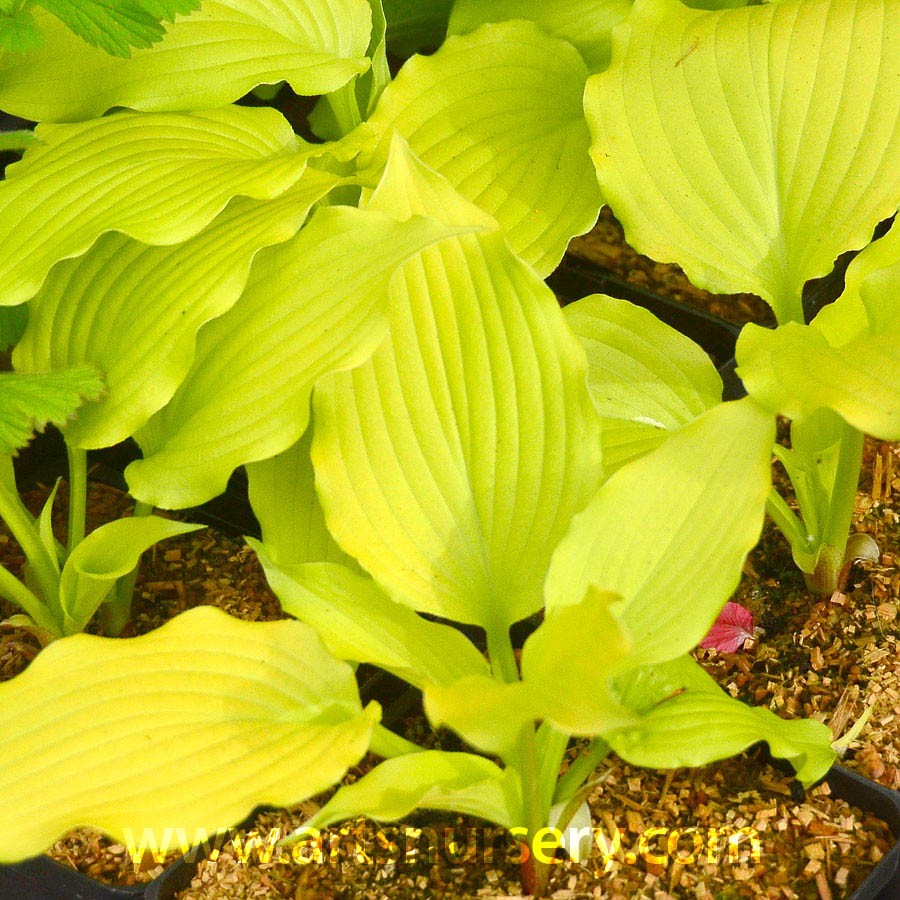 hosta_dancingqueen.jpg