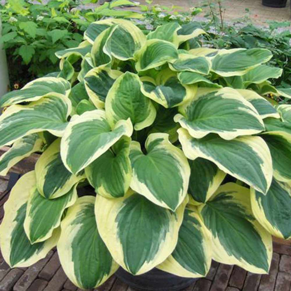 Hosta 'Diana Remembered'