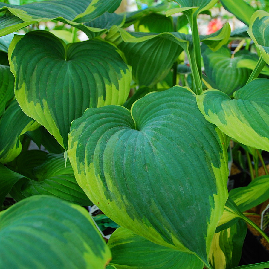 Hosta 'Earth Angel'