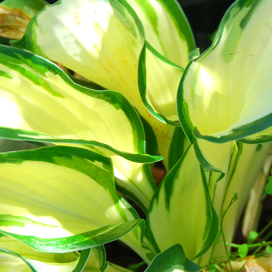 Hosta 'Fire and Ice'