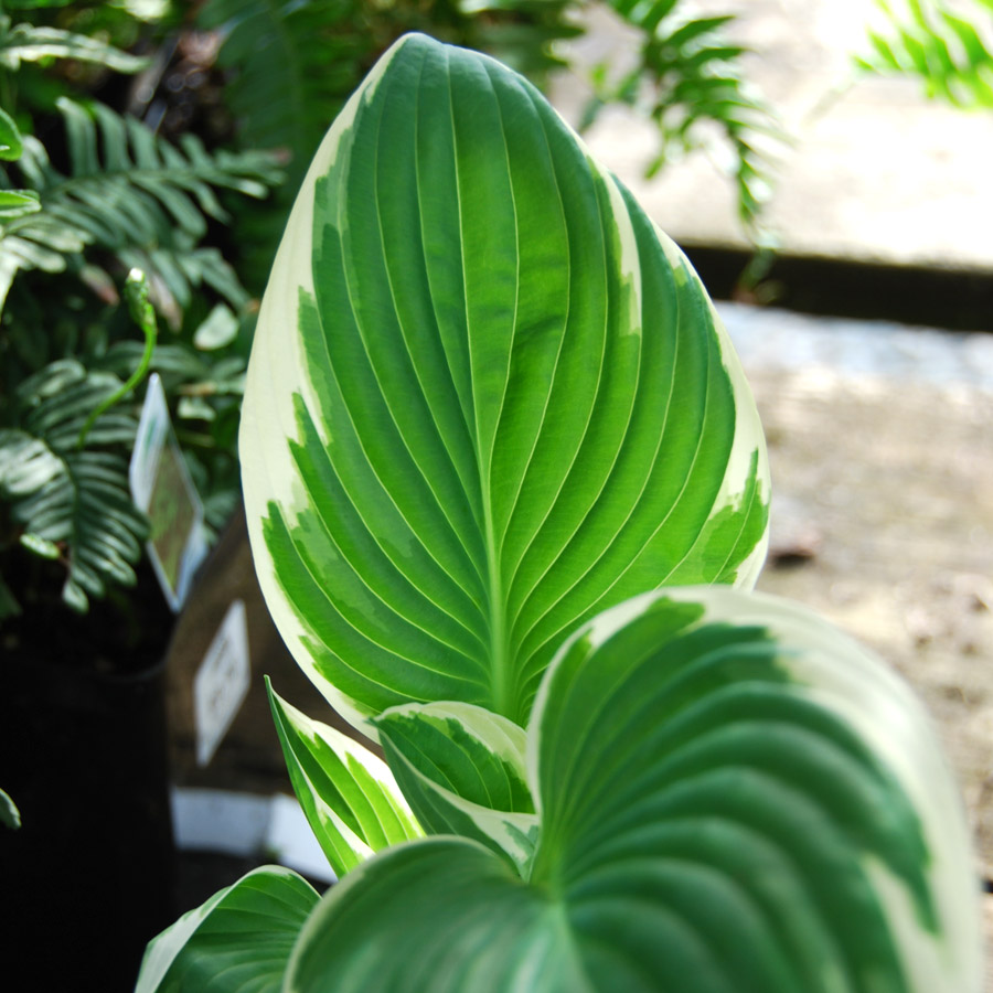 Hosta 'Francee'