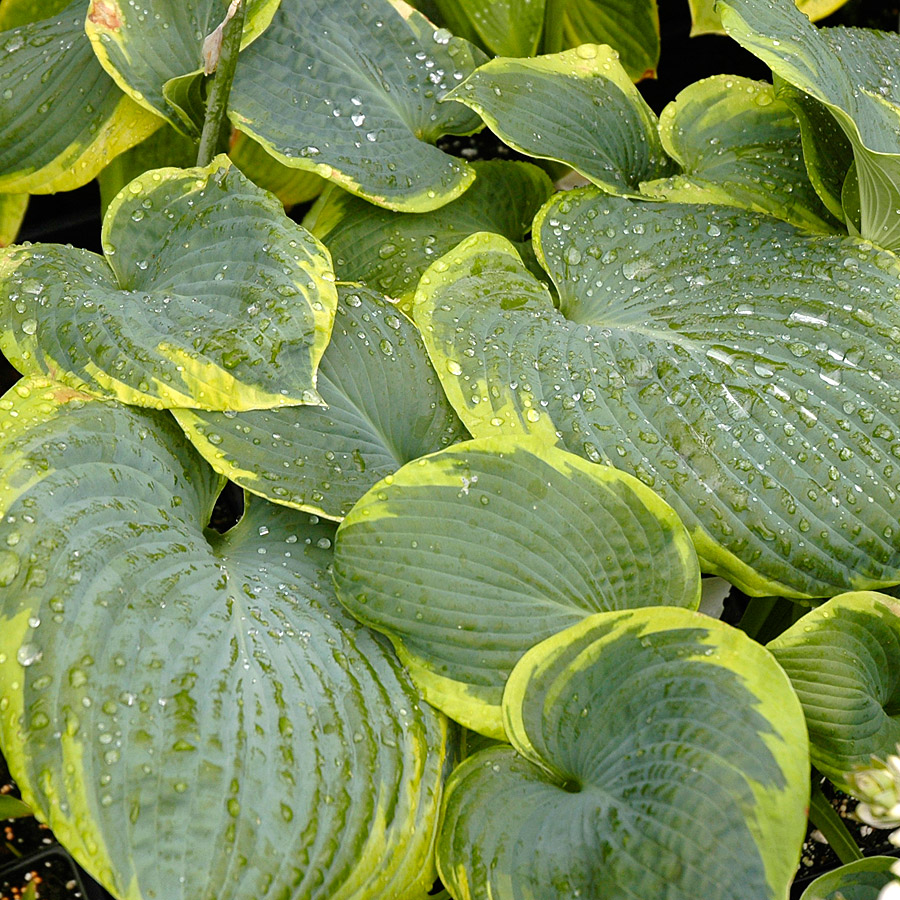 Hosta 'Frances Williams'