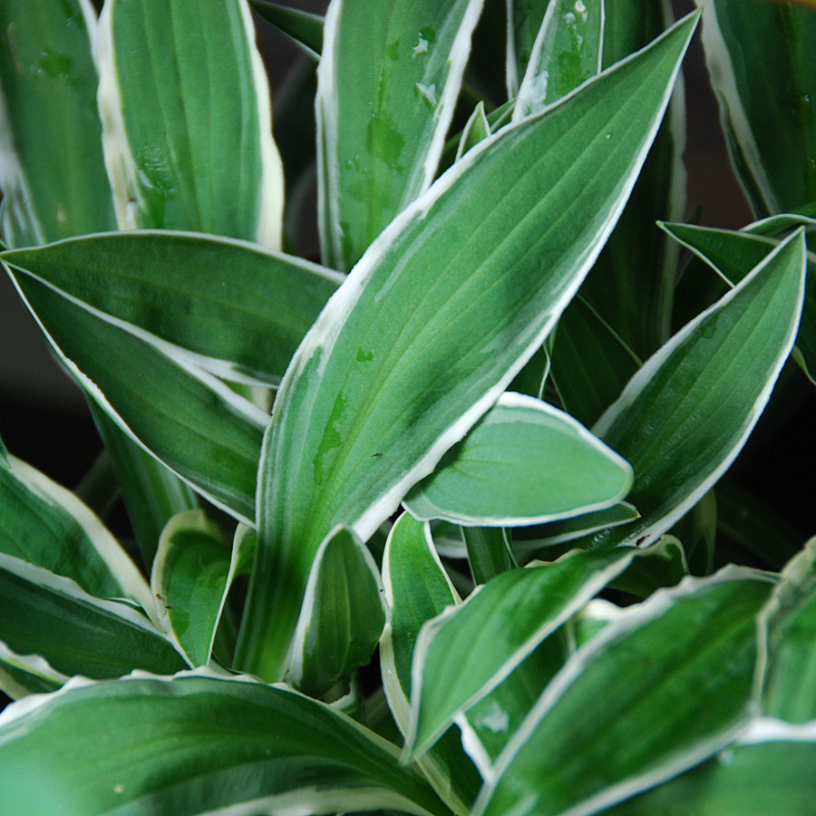 hosta 'Ginko Craig'