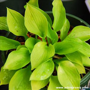 Hosta 'Golden Prayers'