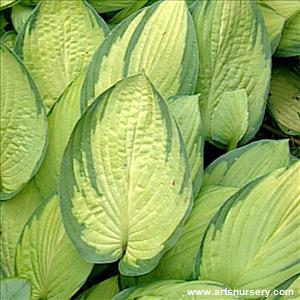 Hosta 'Gold Standard'