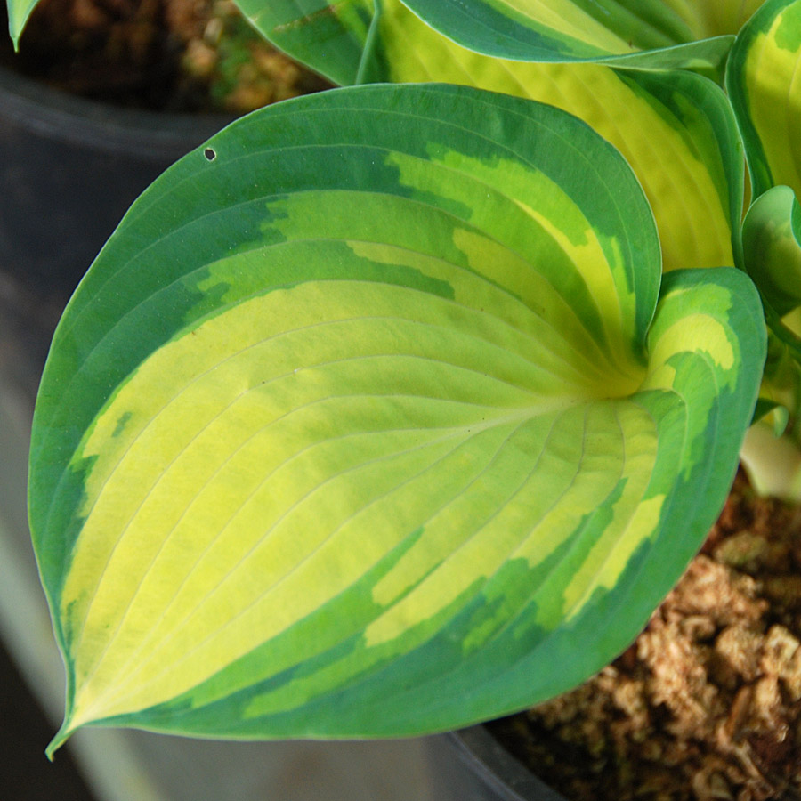 Hosta 'Great Expectations' 