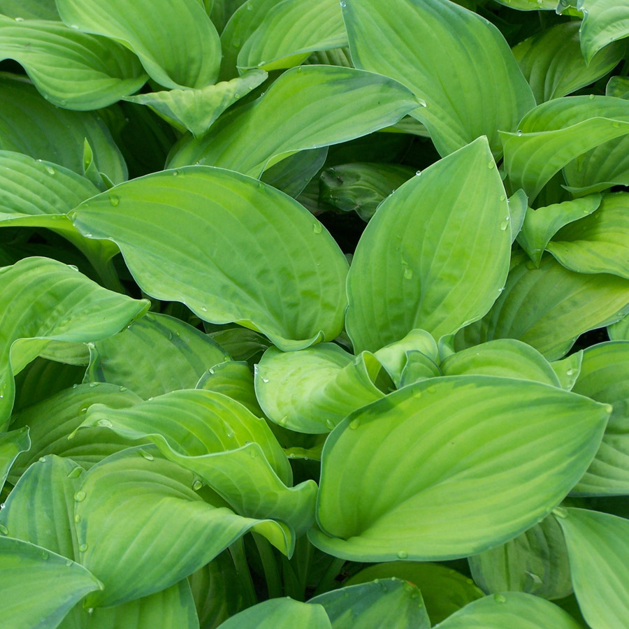 Hosta 'Guacamole'