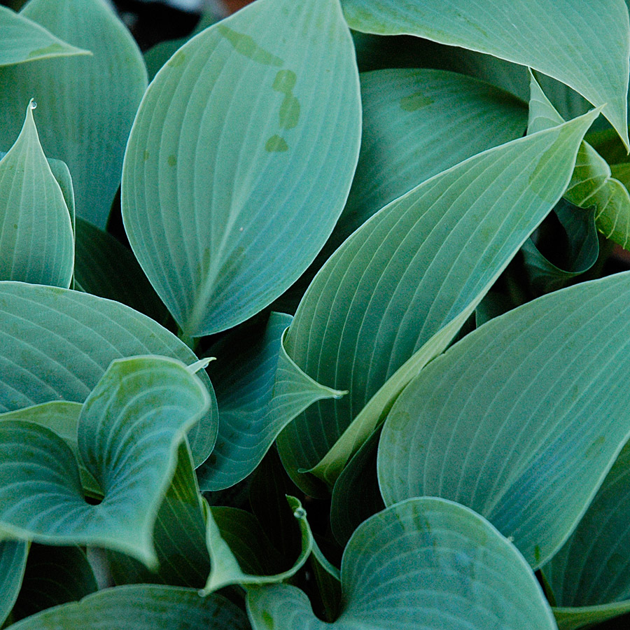 Hosta 'Halcyon'