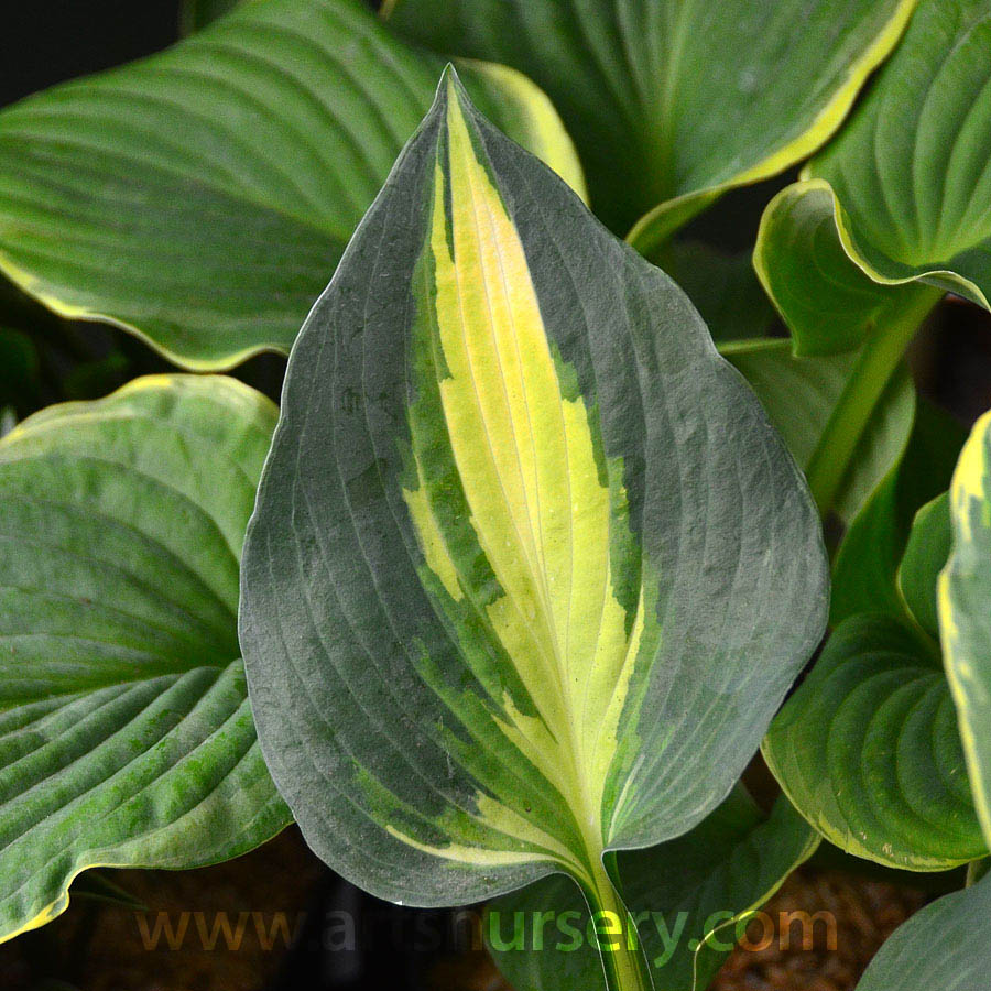 Hosta 'Lakeside Cupcake'