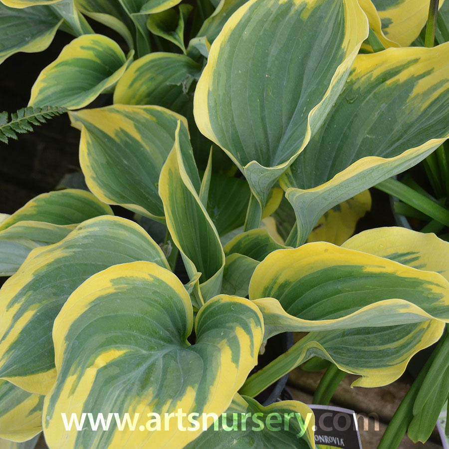 Hosta 'Liberty'