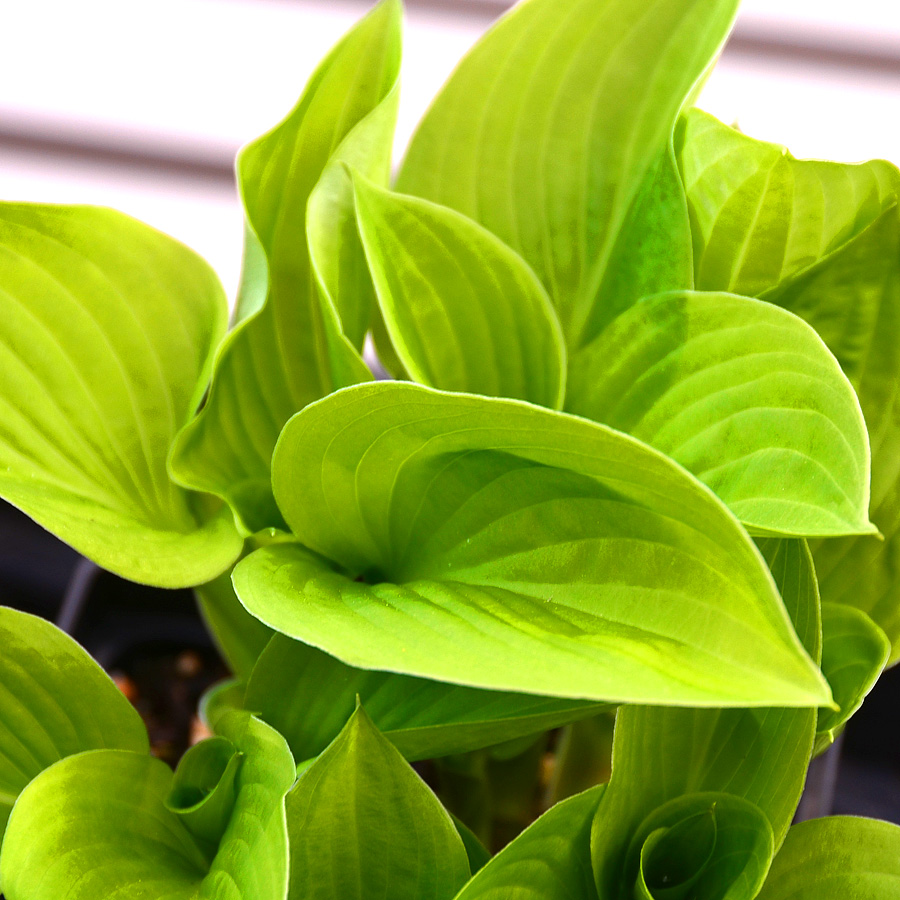 Hosta 'Little Jay'