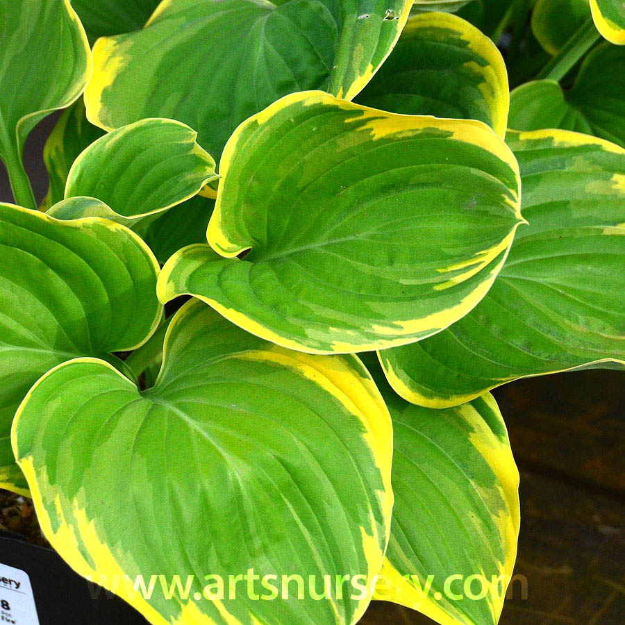 Hosta 'Magic Fire'