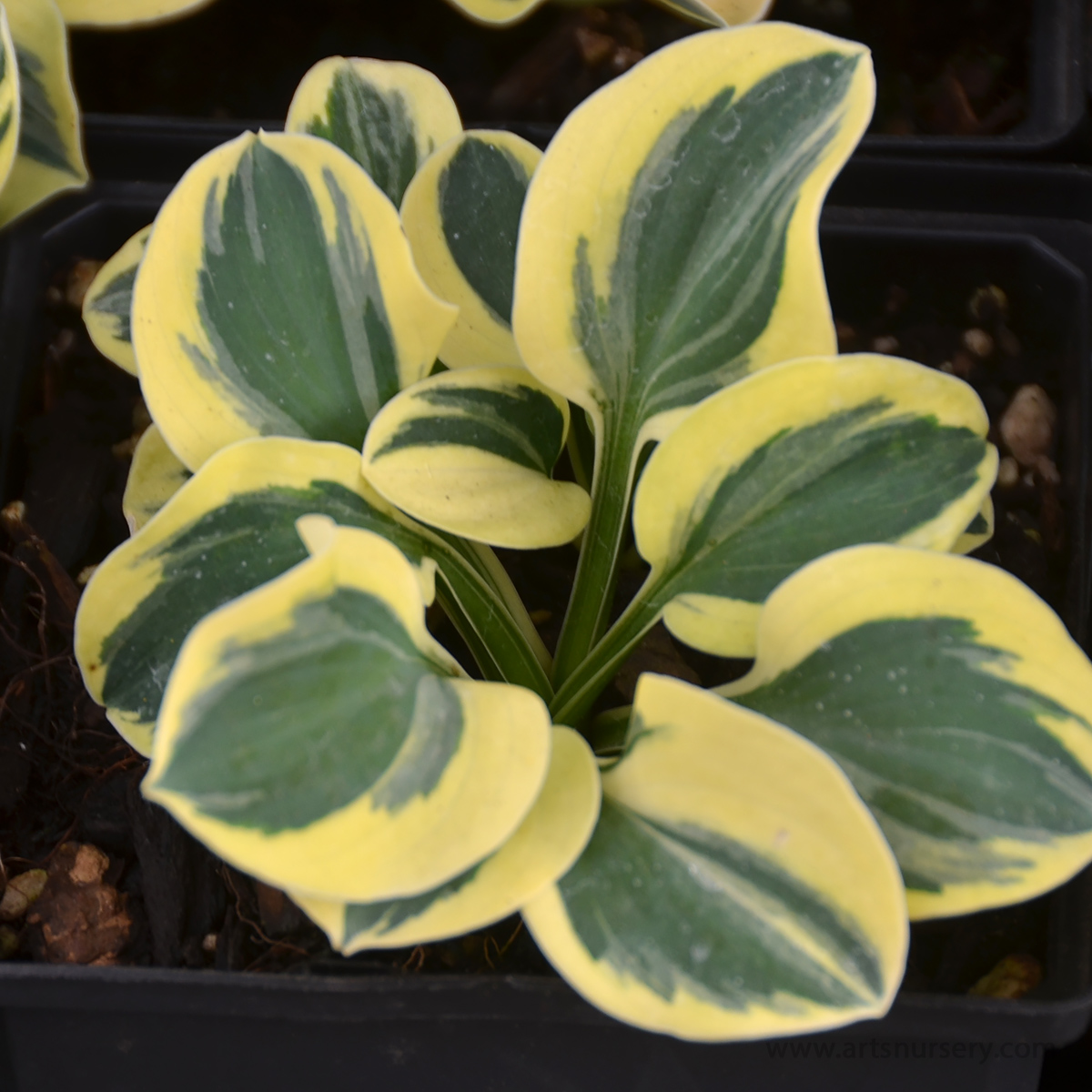 Hosta 'Mighty Mouse'