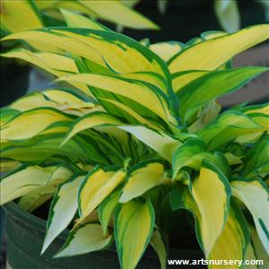 Hosta 'Orange Marmalade'