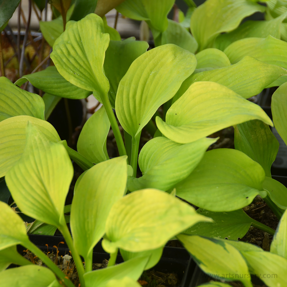 Hosta 'Orange Star'