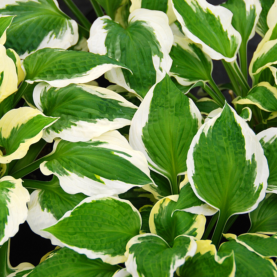 Hosta 'Patriot'