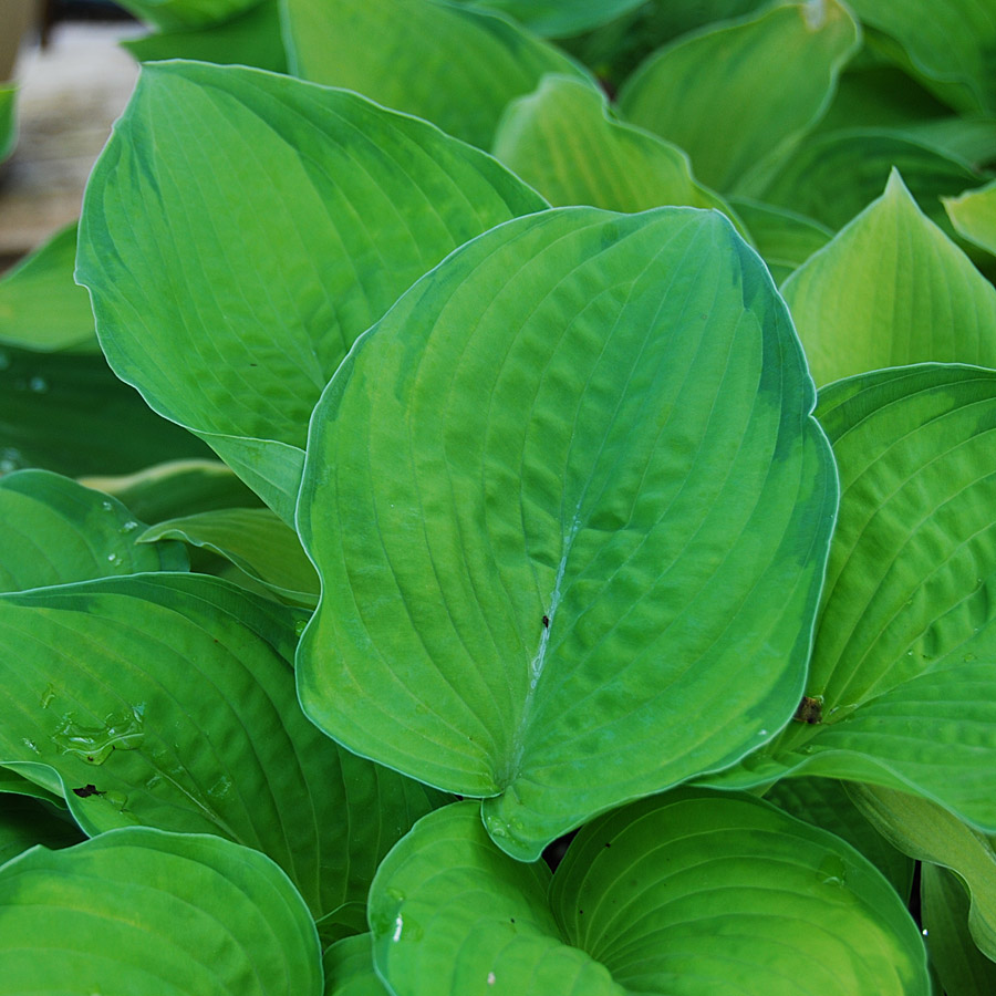 Hosta 'Paul's Glory'