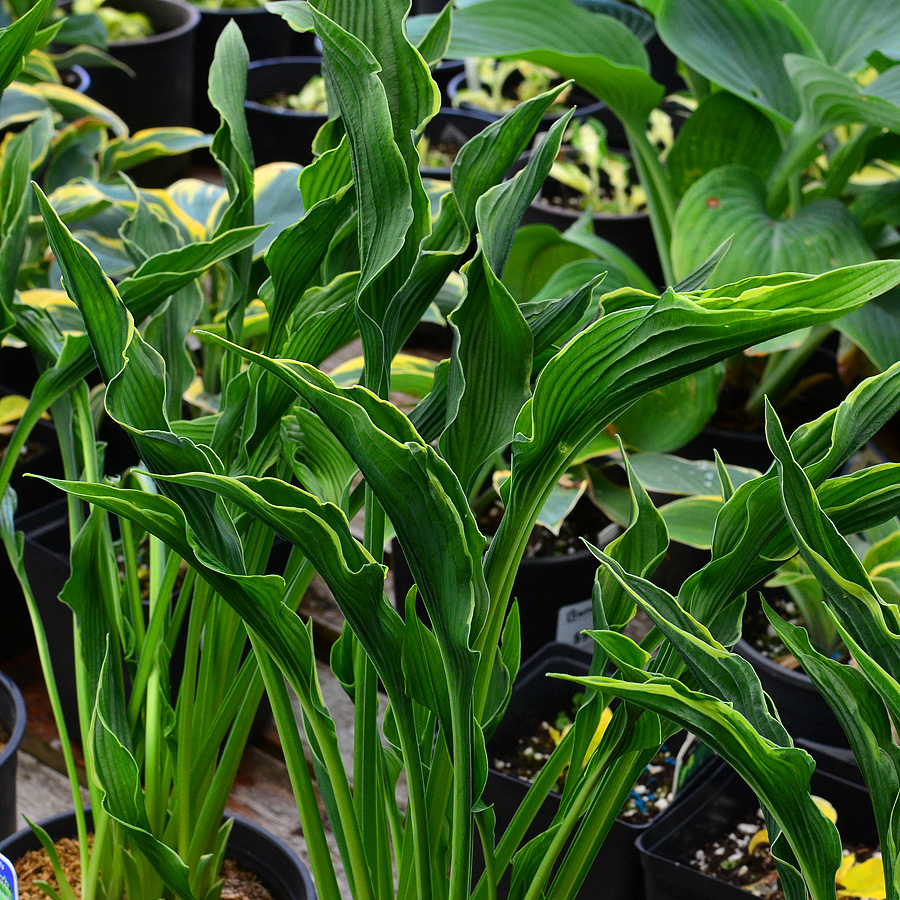 Hosta 'Praying Hands'