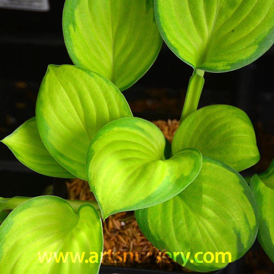 Hosta 'Rainforest Sunrise'