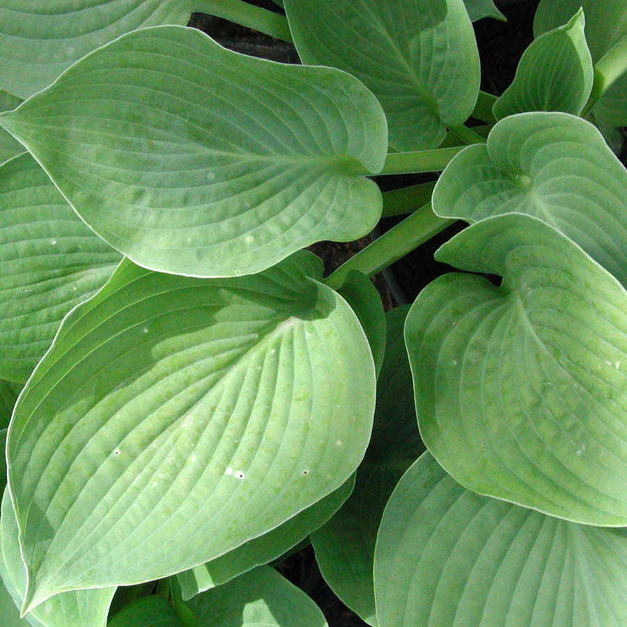 Hosta sieboldiana 'Elegans'