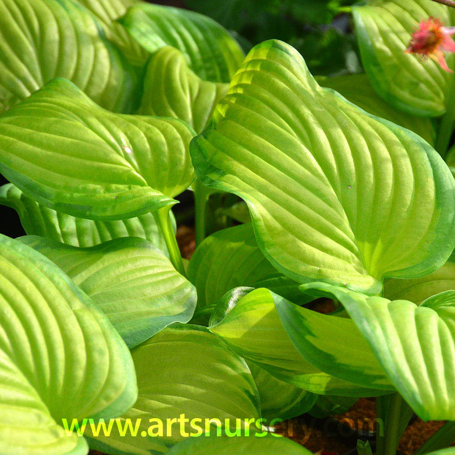 Hosta 'Stained Glass'