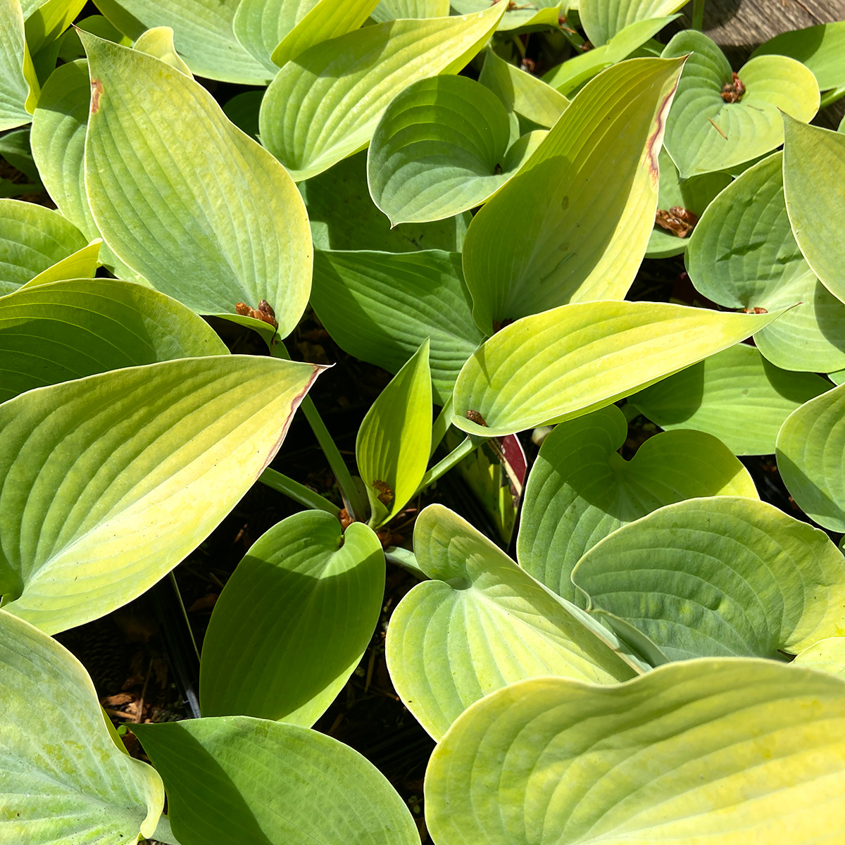 Hosta 'Sunny Halcyon'