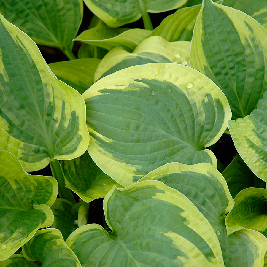 Hosta 'Wide Brim'