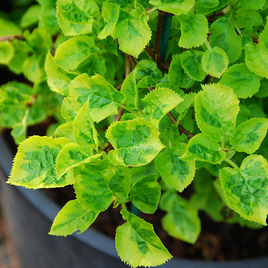 Hydrangea anomala petiolaris 