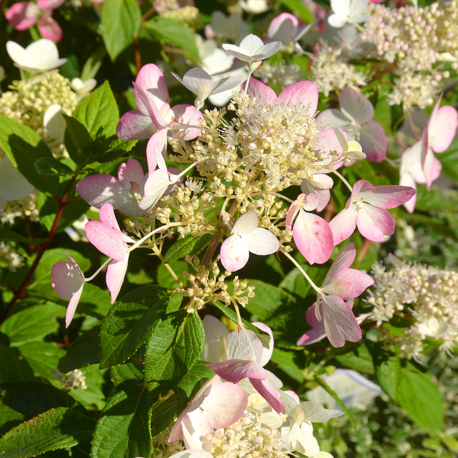 Hydrangea paniculata 'Ruby'